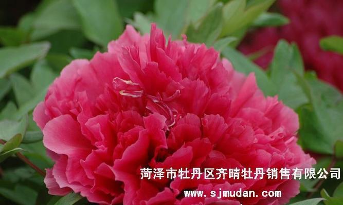 牡丹花象牙米的养护方法是什么？需要注意什么？