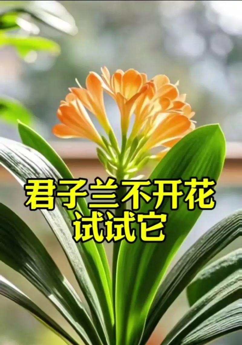 君子兰长到两叶后多久开花？开花前需要哪些特别养护？