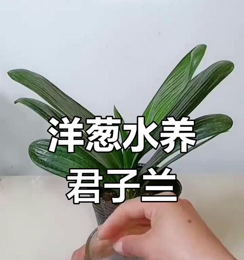 君子兰叶片需要浇水吗？正确的浇水方法是什么？