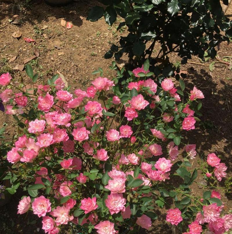 天荷月季的花语是什么意思啊？天荷月季象征着什么？