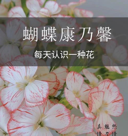 不发脾气的花语是什么？哪种花象征着宽容？