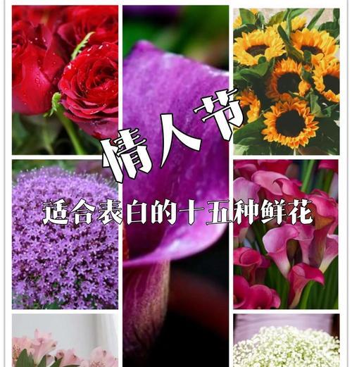 哪种玫瑰代表暗恋的花语？