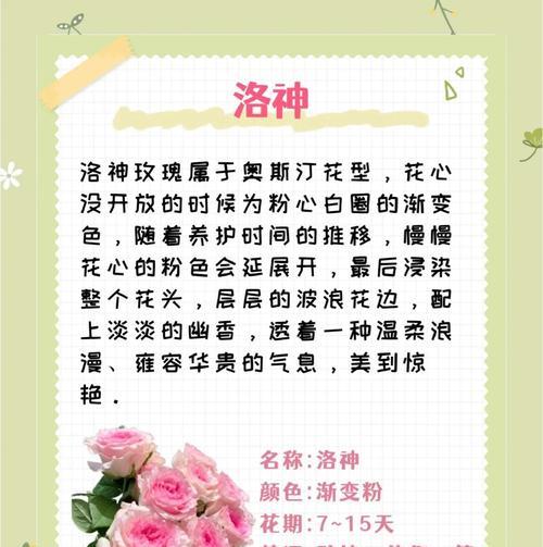 哪种玫瑰代表暗恋的花语？