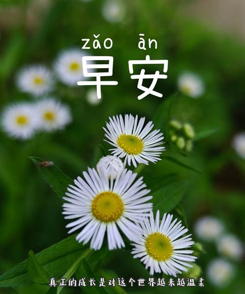花语如何表达不同的心情？