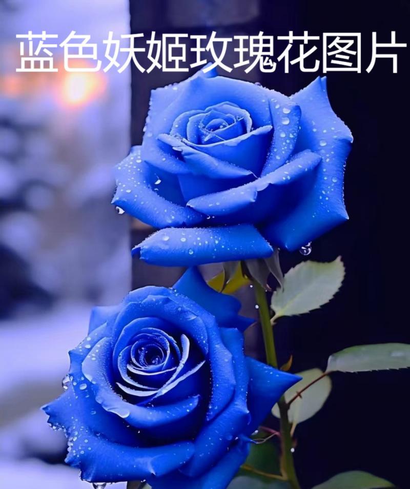 蓝色玫瑰的花语是什么意思啊？蓝色玫瑰代表了什么？