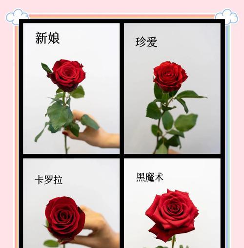 九朵玫瑰花摆放的花语含义是什么？