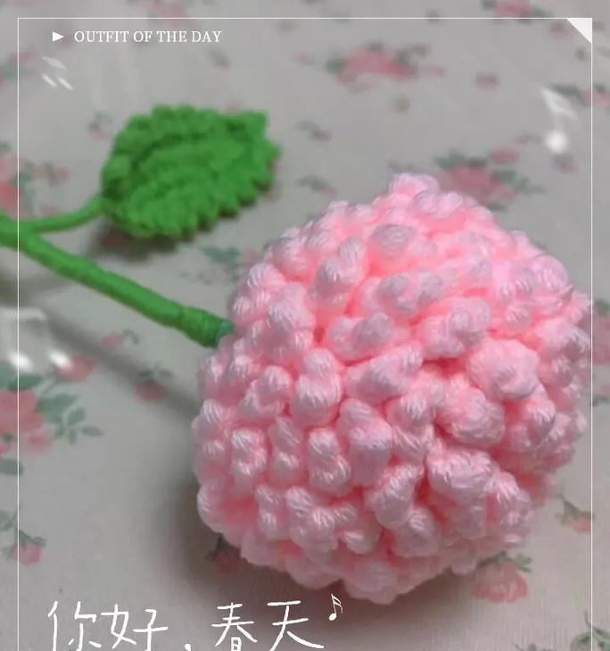 乒乓菊与菊花花语有何不同？