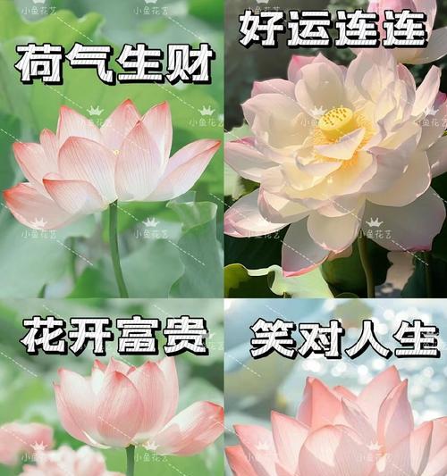 手工荷花象征着什么？它的寓意有哪些？