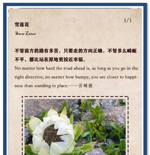 哪种花的花语是纯洁爱情的象征？