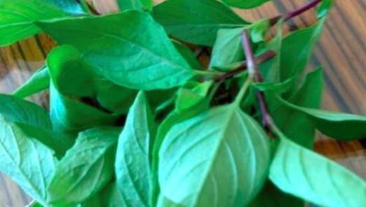 九层塔草的花语有何寓意？九层塔草代表什么？