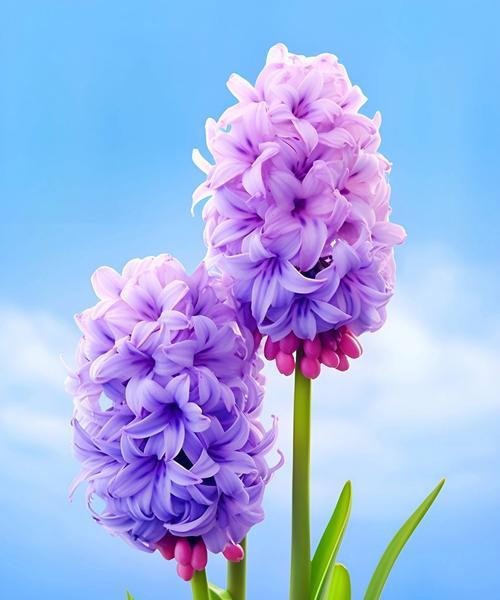 平凡人的花语，代表了怎样的生活态度？
