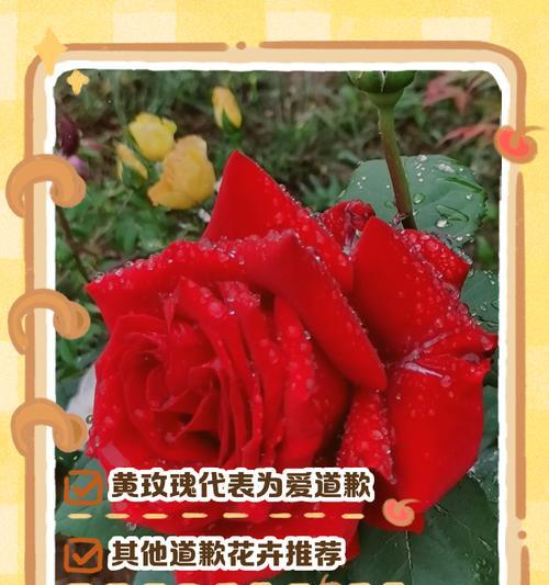 遇到花时，花语通常表达了什么？