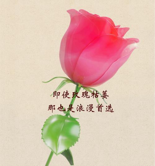 遇到花时，花语通常表达了什么？