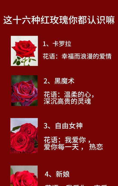 12支玫瑰代表什么？玫瑰12支的花语是什么？