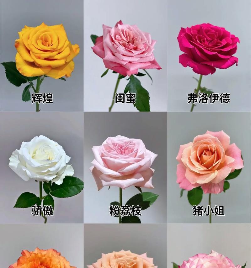 玫瑰花的数量代表什么含义？每朵花的花语是什么？