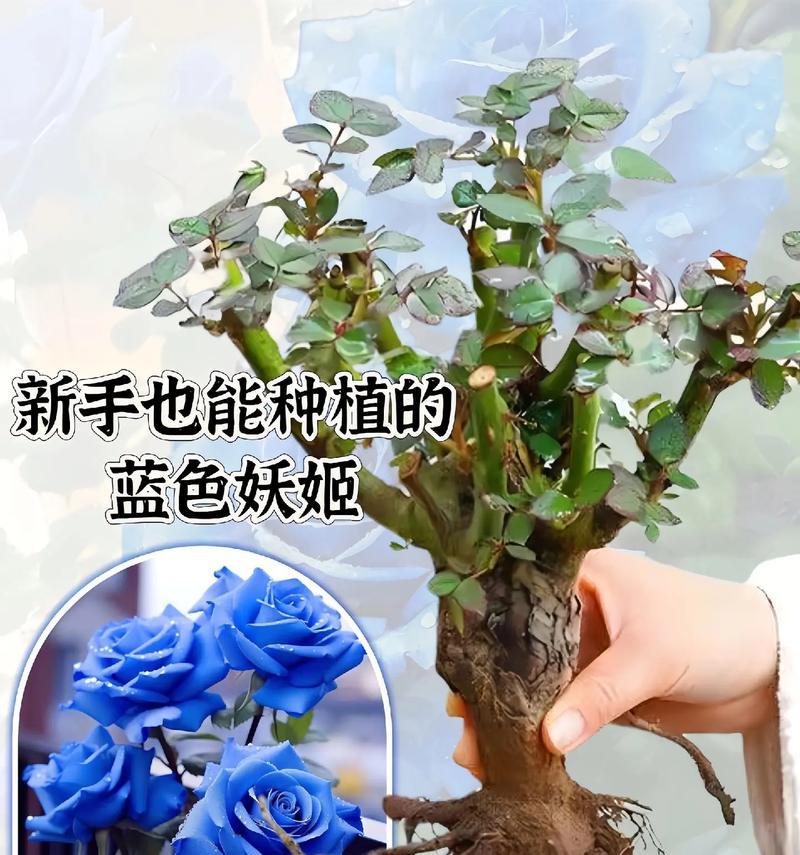 碎冰蓝妖姬玫瑰代表了什么？