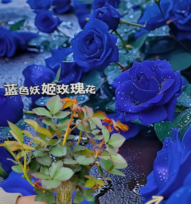 碎冰蓝妖姬玫瑰代表了什么？