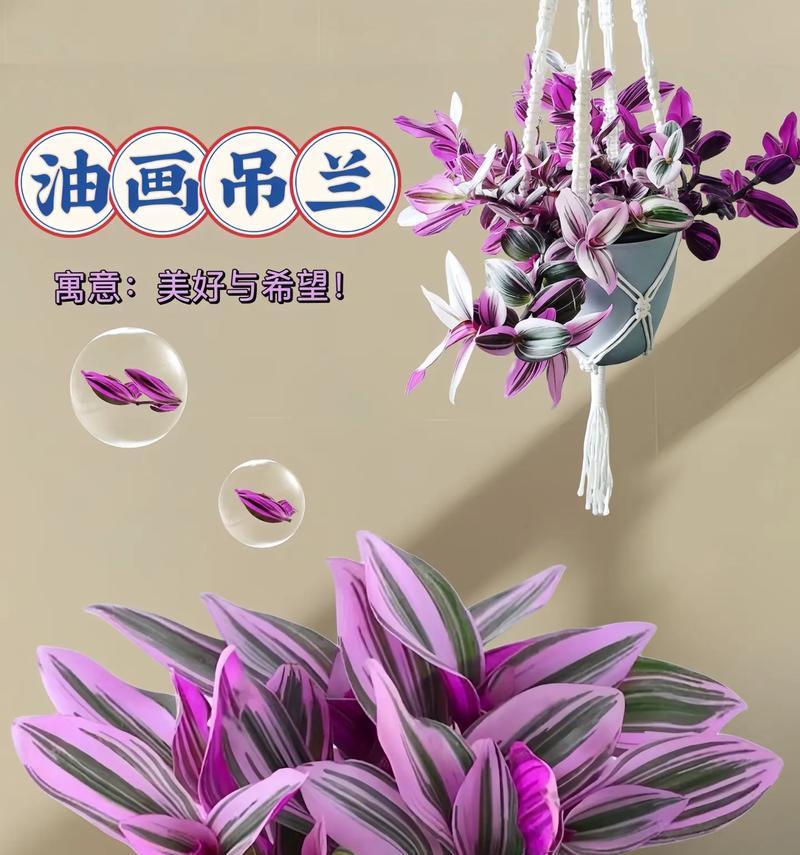 哪种花的花语最能表达清冷孤傲？