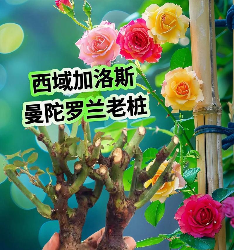 哪种花的花语最能表达清冷孤傲？