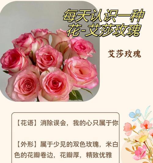 玫瑰花语通常表达哪些情感？