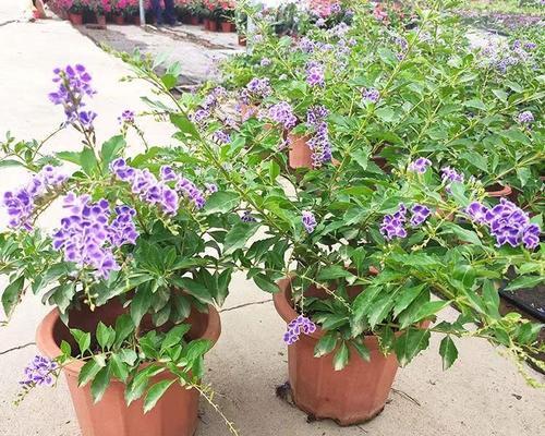 金露巧克力花的花语有何寓意？