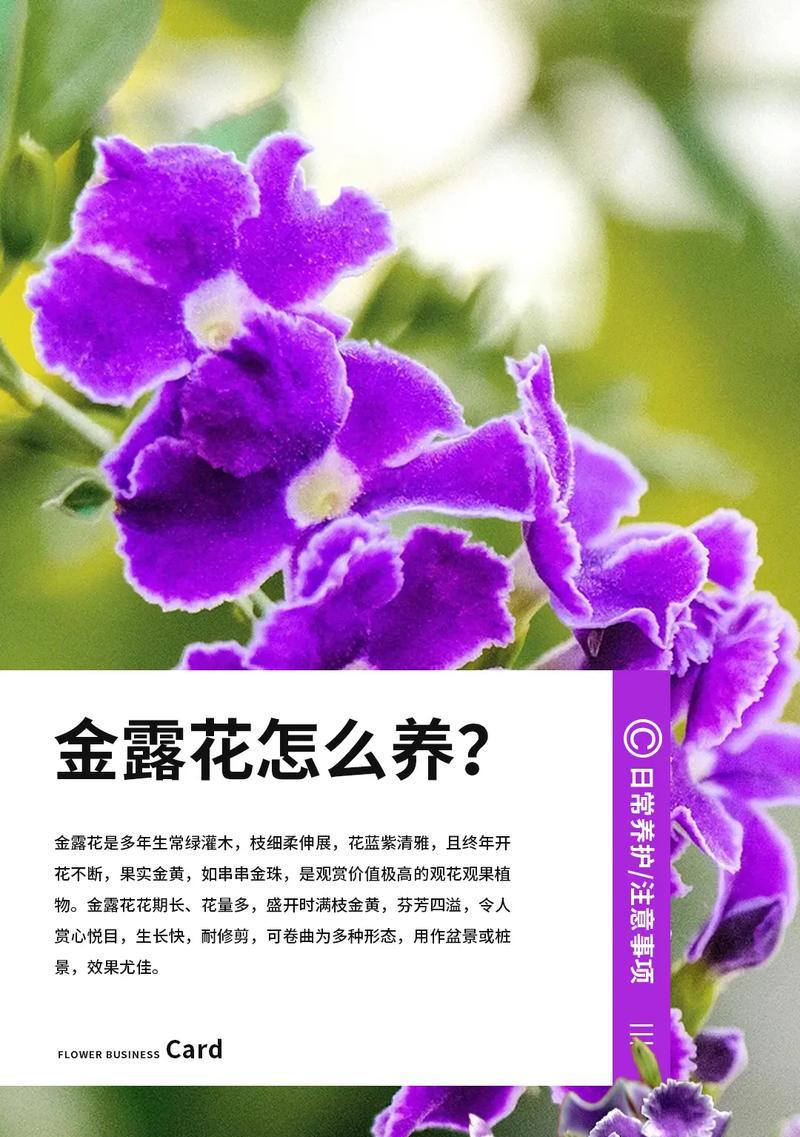 金露巧克力花的花语有何寓意？