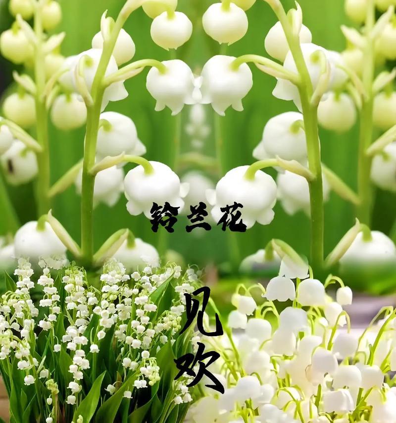 热门上热门的花语代表了什么？