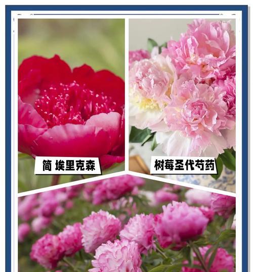 新芍药花的寓意和花语是什么？
