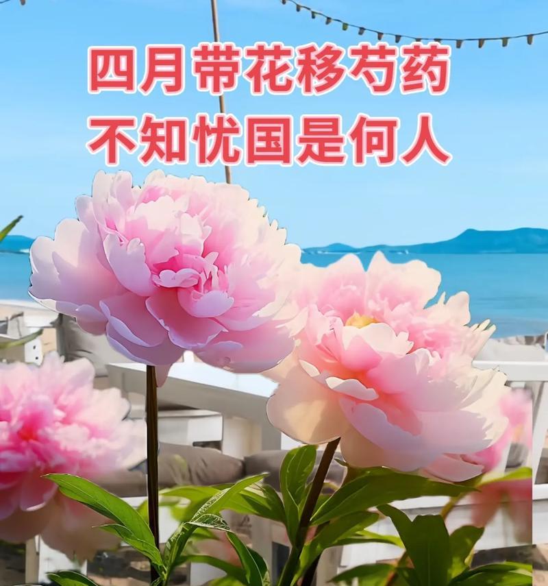 新芍药花的寓意和花语是什么？