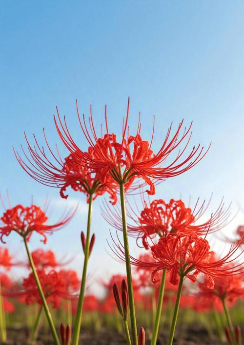 彼岸花象征着什么？花语有哪些？