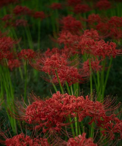 彼岸花象征着什么？花语有哪些？
