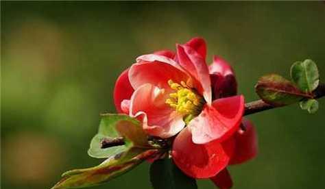 优雅温柔的花语是什么？哪种花最能代表这一特质？