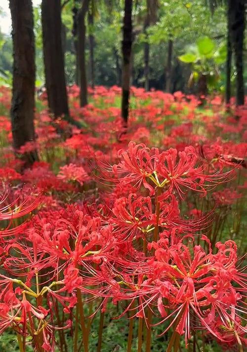 什么花的花语象征着残忍？
