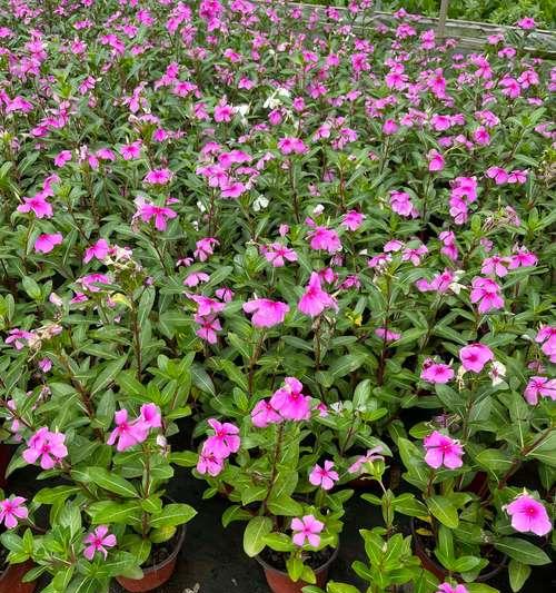 逐梦的花语是什么？哪种花代表着追求梦想？