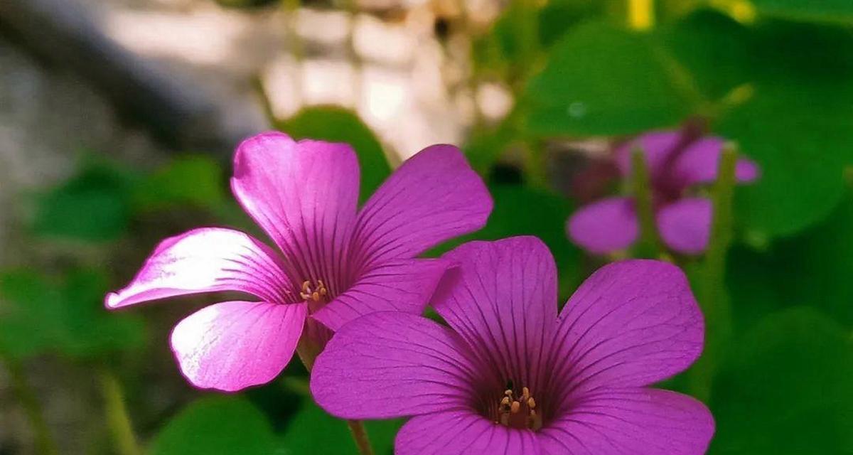 逐梦的花语是什么？哪种花代表着追求梦想？
