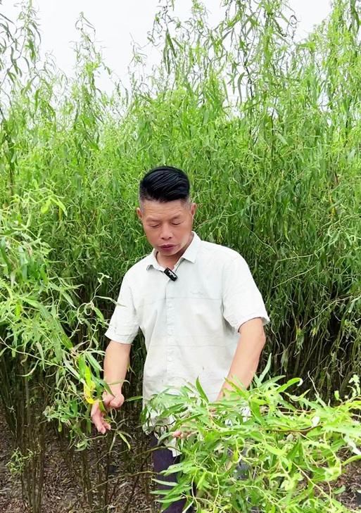 干柳的花语和寓意有哪些？