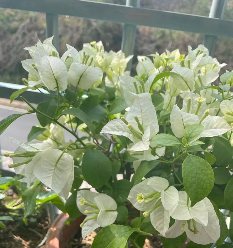 白色公主花象征着什么？