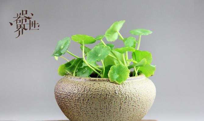 禅林花语是什么意思啊怎么读？禅林花语的含义是什么？