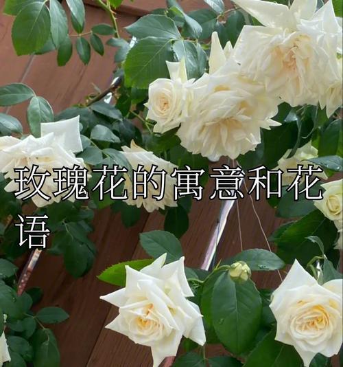 哪种花的花语象征着背叛？