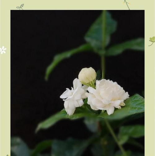 哪种花的花语象征着背叛？