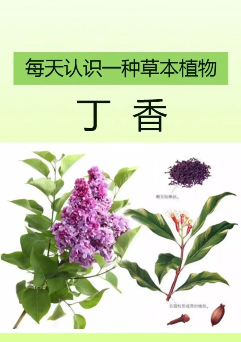 丁香姑娘花语有何深意？
