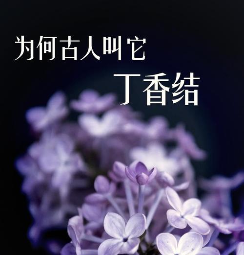 丁香姑娘花语有何深意？
