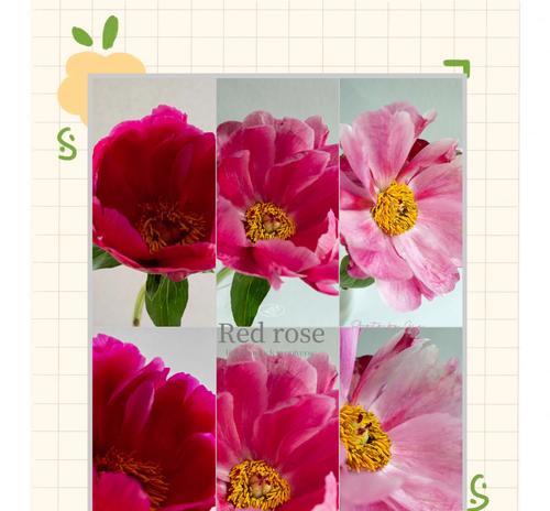 蜡质花代表什么？蜡质花的花语有哪些？