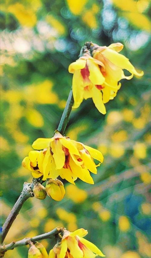 蜡质花代表什么？蜡质花的花语有哪些？