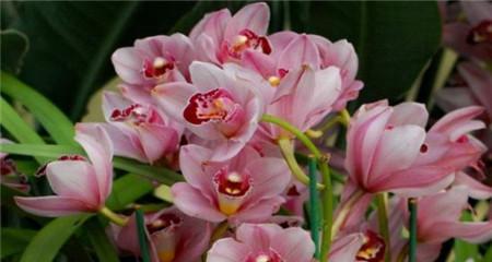 蕙兰花组合代表了哪些美好寓意？