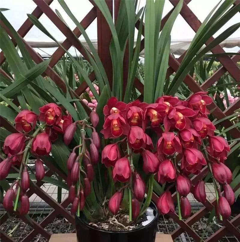 蕙兰花组合代表了哪些美好寓意？