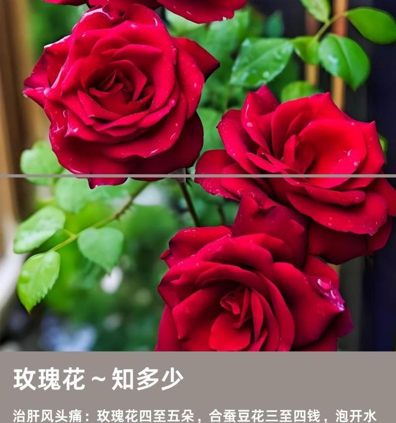 元宵送玫瑰花的寓意是什么？元宵节送玫瑰有何特别含义？
