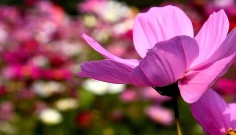 交际花的花语代表什么？