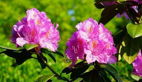 望春花的花语是什么？它代表了什么意义？