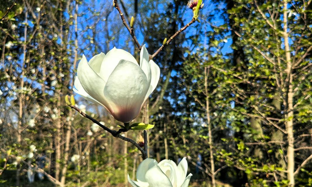 望春花的花语是什么？它代表了什么意义？